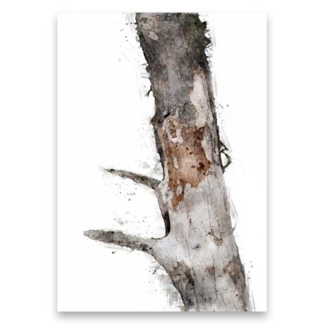 Juliste Vanha puu 50×70-23